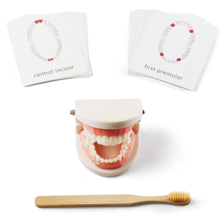 Montessori Brushing Tooth Teaching Aids