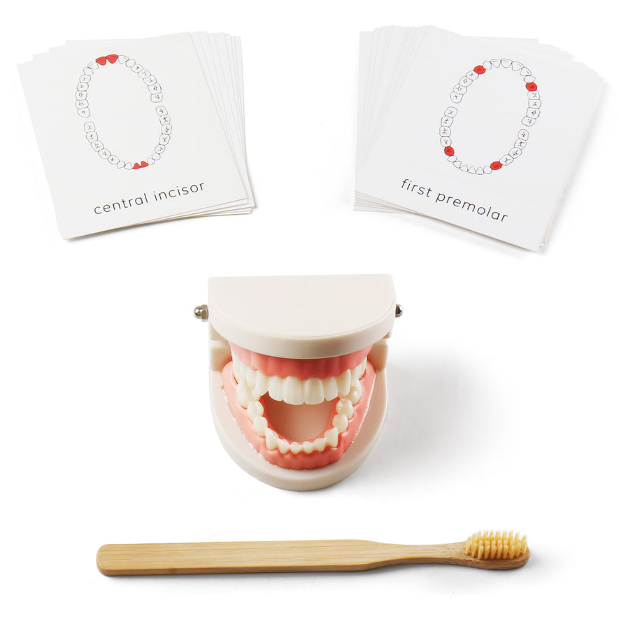 Montessori Brushing Tooth Teaching Aids