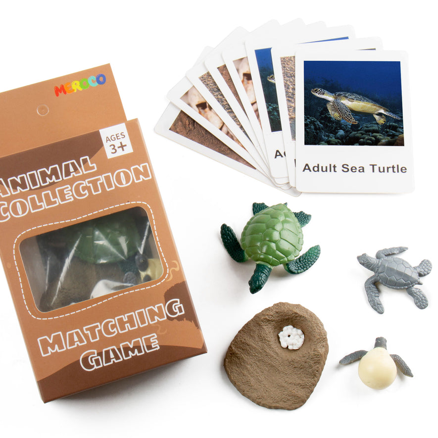 Montessori Life Cycle of Turtle