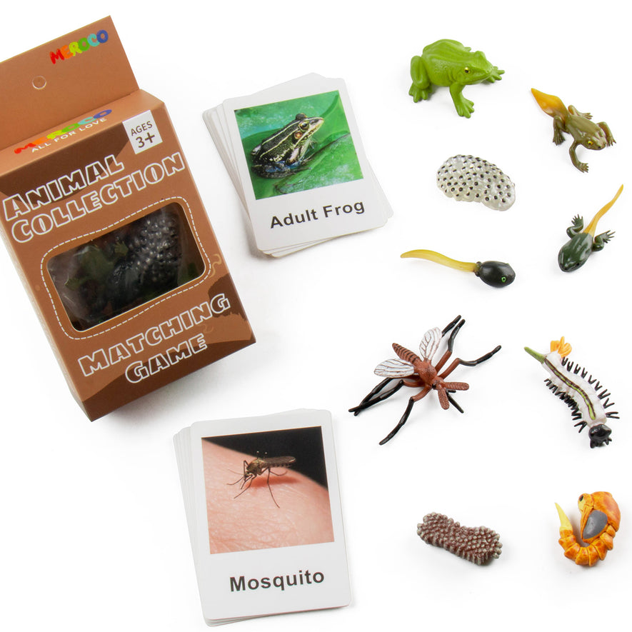 Montessori Life Cycle of a Frog and Mosquito
