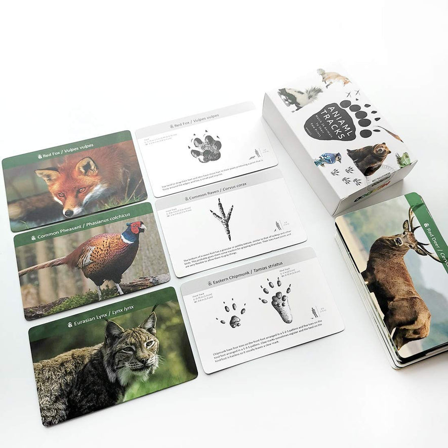 Montessori Forest Animal Track Game Flash Cards