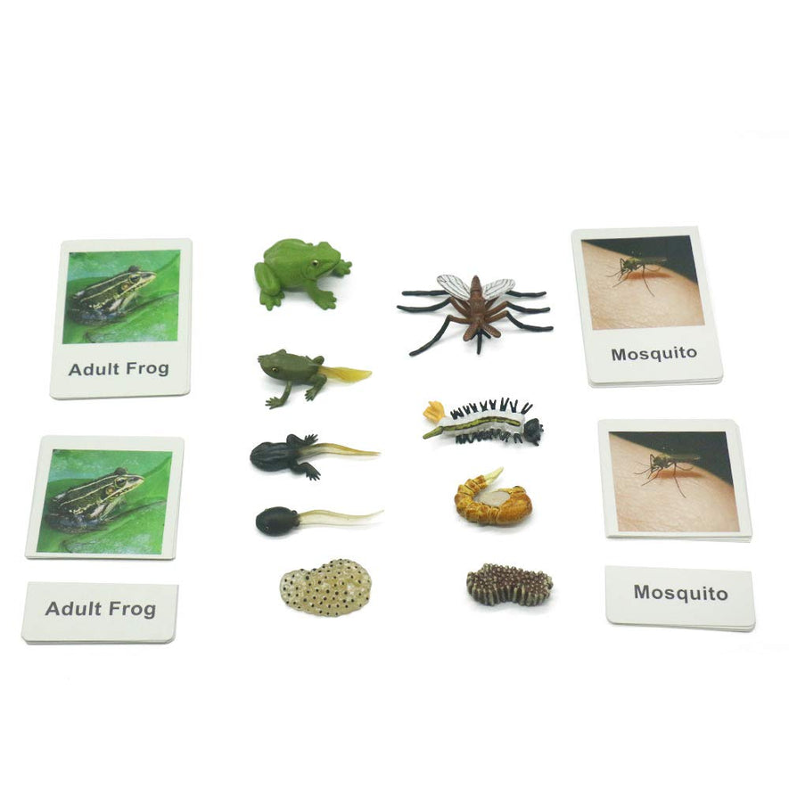 Montessori Life Cycle of a Frog and Mosquito