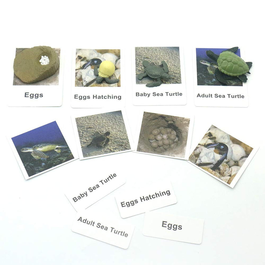 Montessori Life Cycle of Turtle