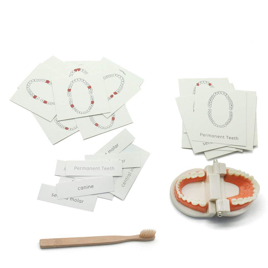 Montessori Brushing Tooth Teaching Aids