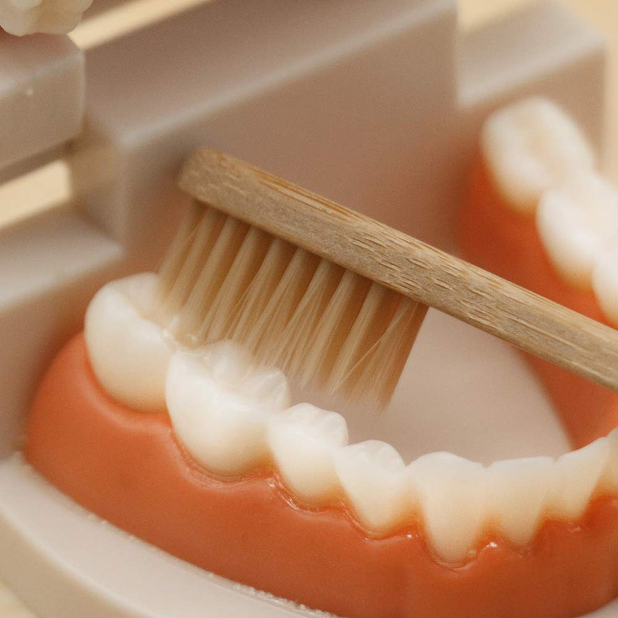 Montessori Brushing Tooth Teaching Aids