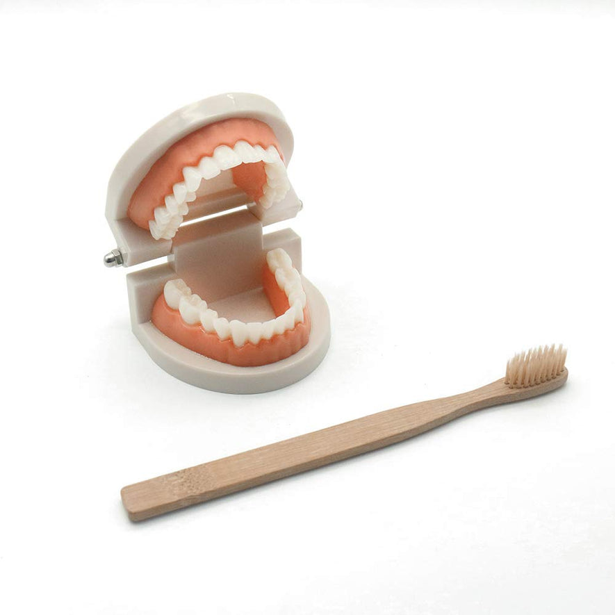 Montessori Brushing Tooth Teaching Aids