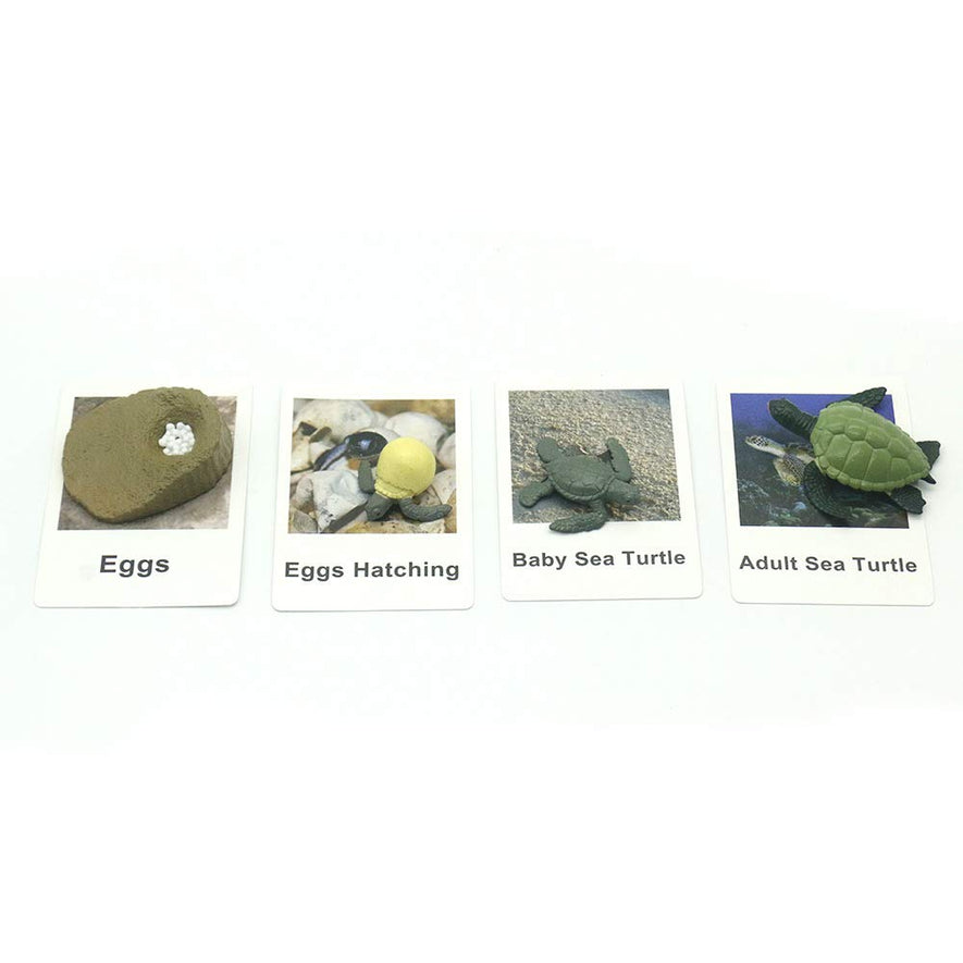 Montessori Life Cycle of Turtle