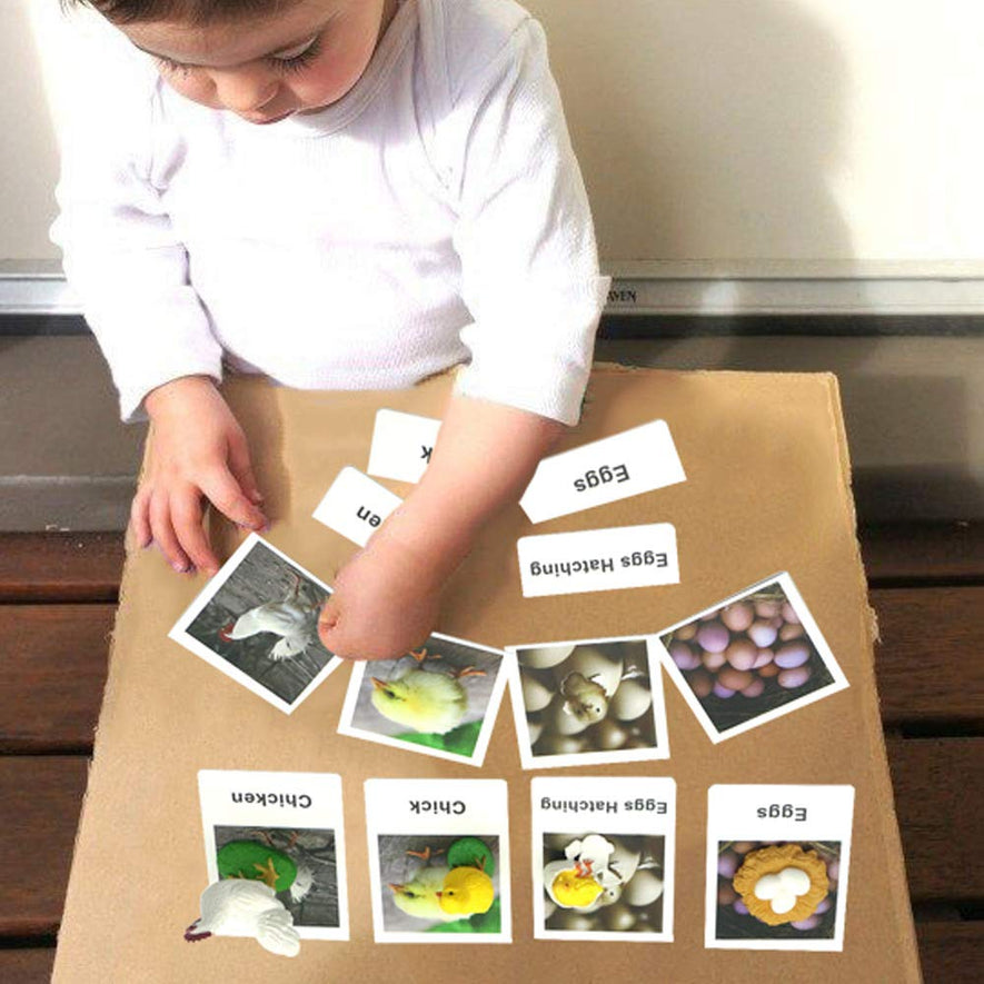 Montessori Life Cycle of a Chicken and Ant