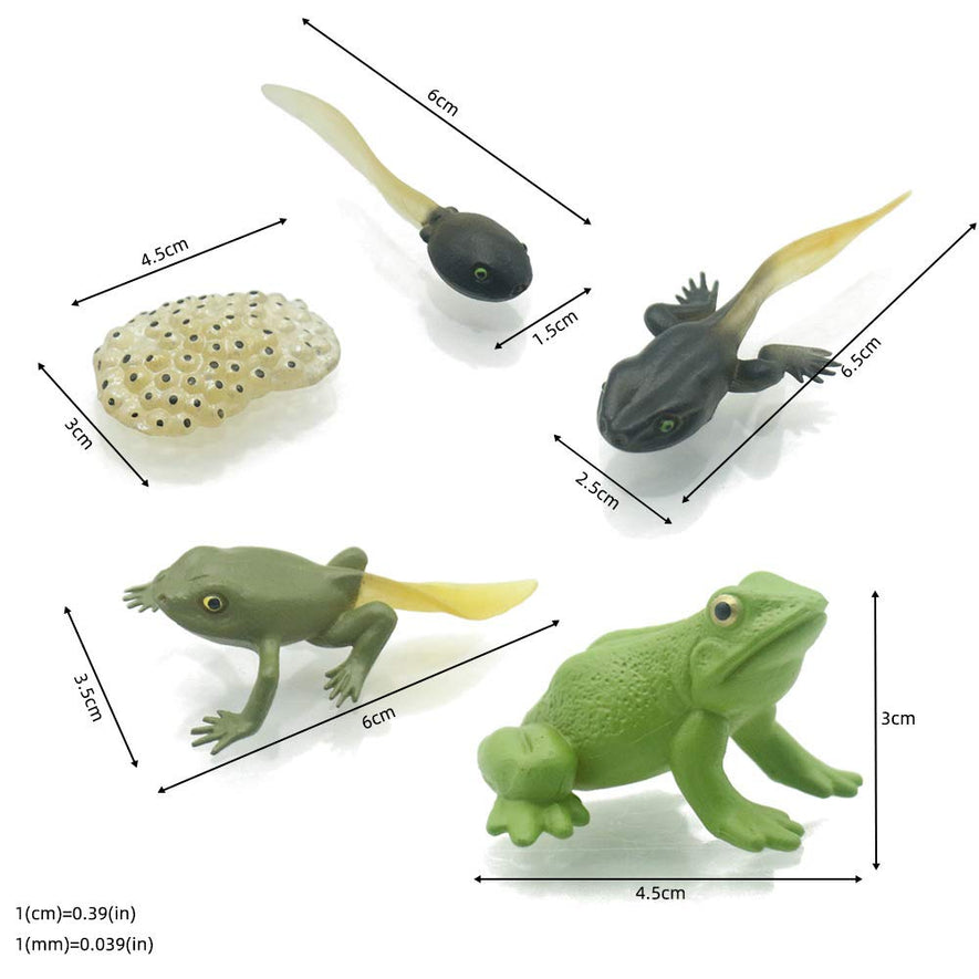 Montessori Life Cycle of a Frog and Mosquito