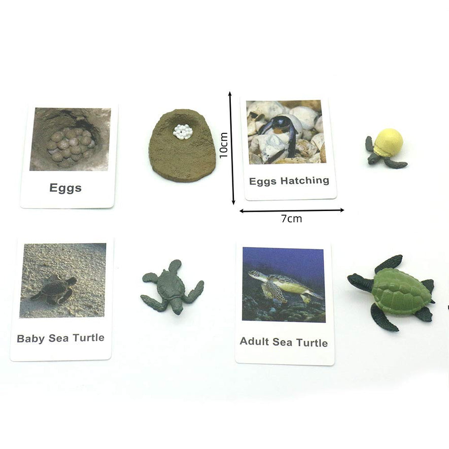 Montessori Life Cycle of Turtle