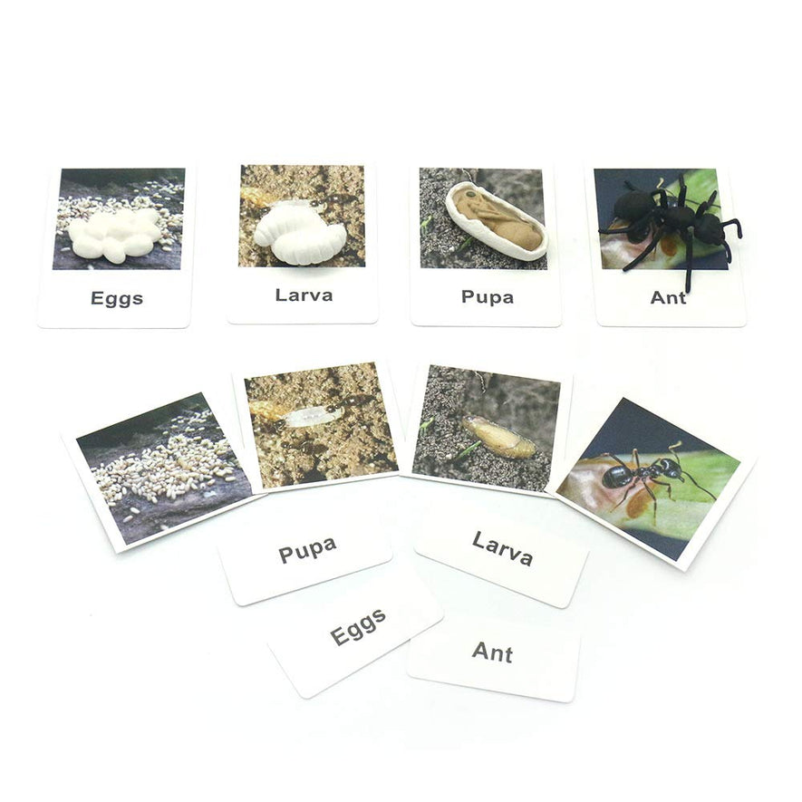 Montessori Life Cycle of a Chicken and Ant