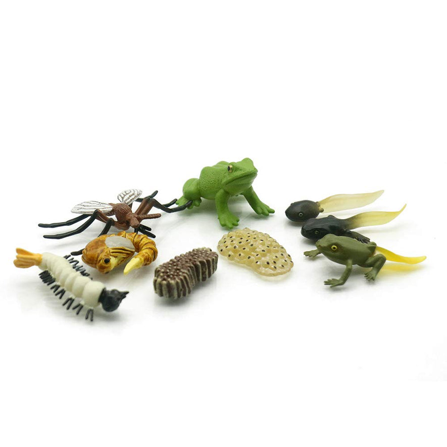 Montessori Life Cycle of a Frog and Mosquito