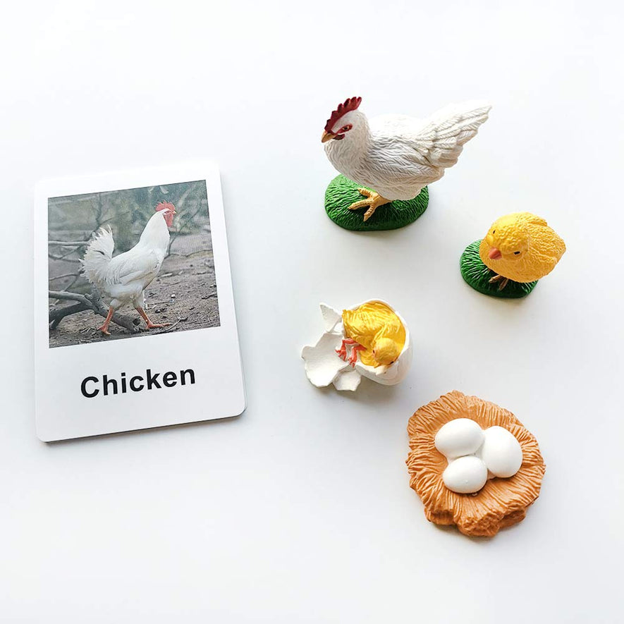 Montessori Life Cycle of a Chicken and Ant
