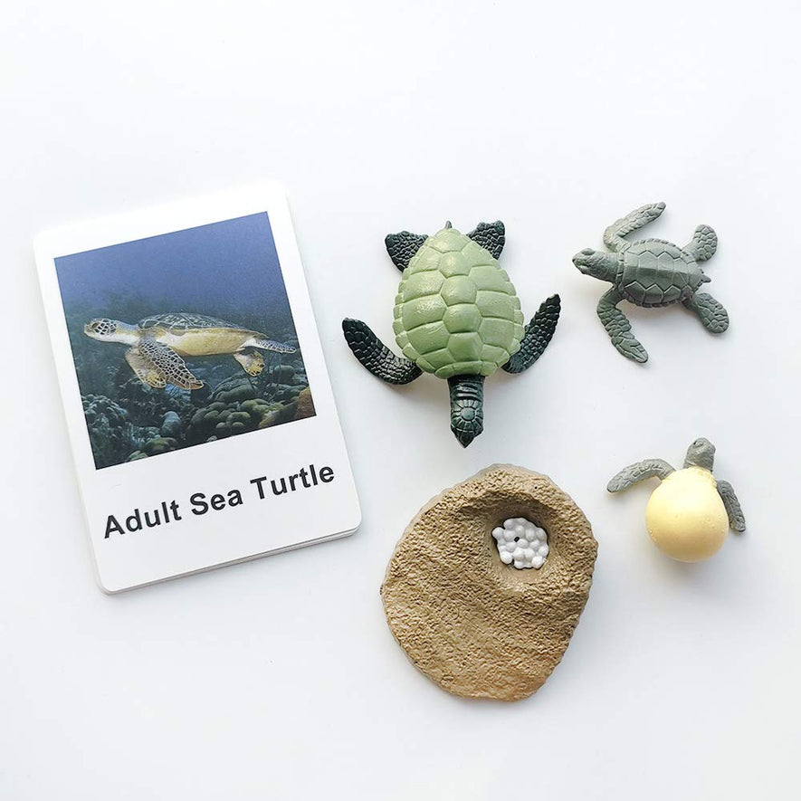 Montessori Life Cycle of Turtle