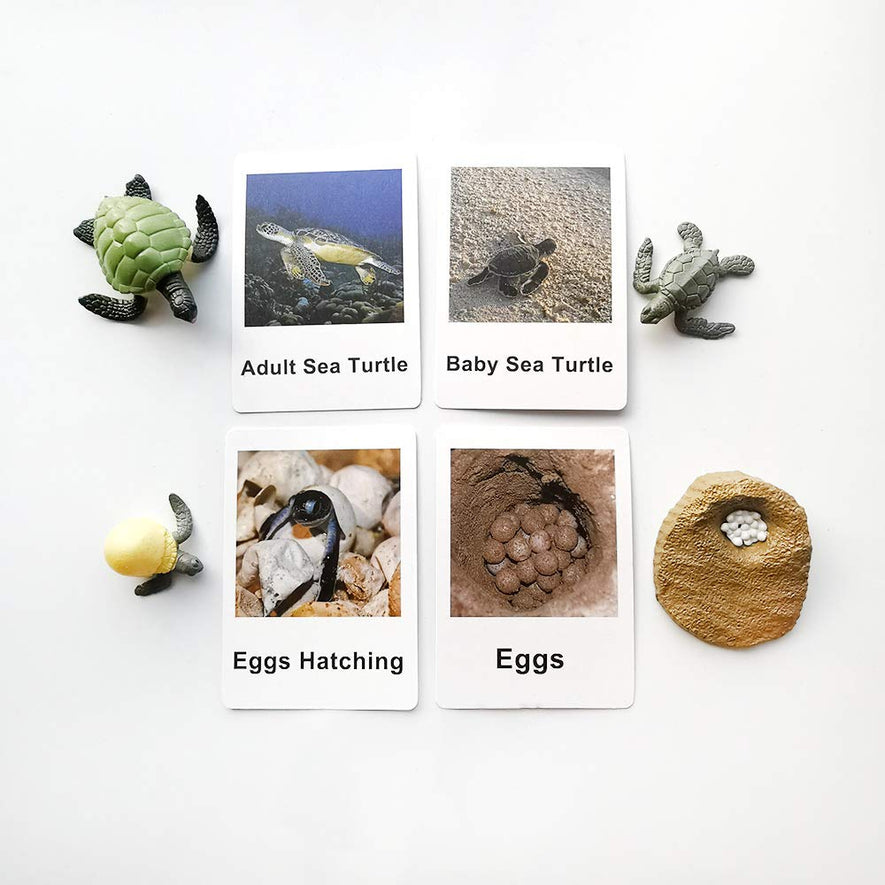 Montessori Life Cycle of Turtle