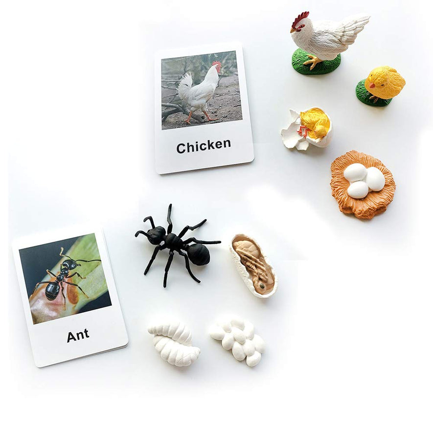 Montessori Life Cycle of a Chicken and Ant