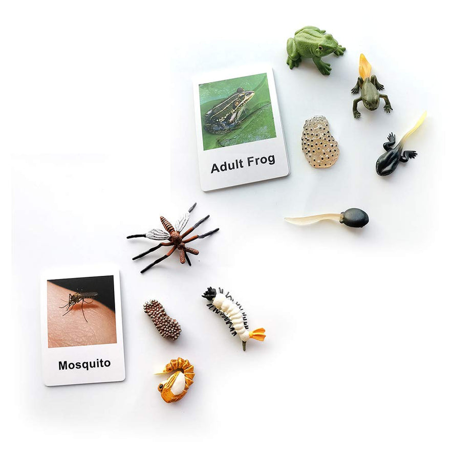 Montessori Life Cycle of a Frog and Mosquito