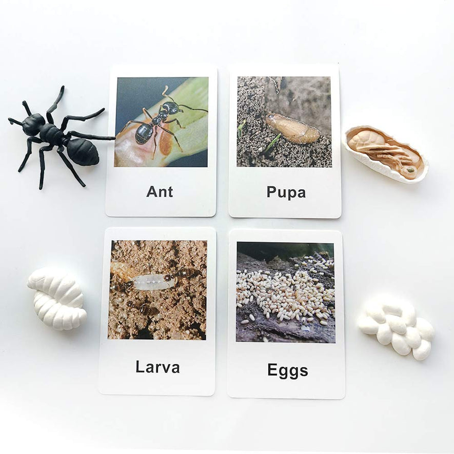 Montessori Life Cycle of a Chicken and Ant