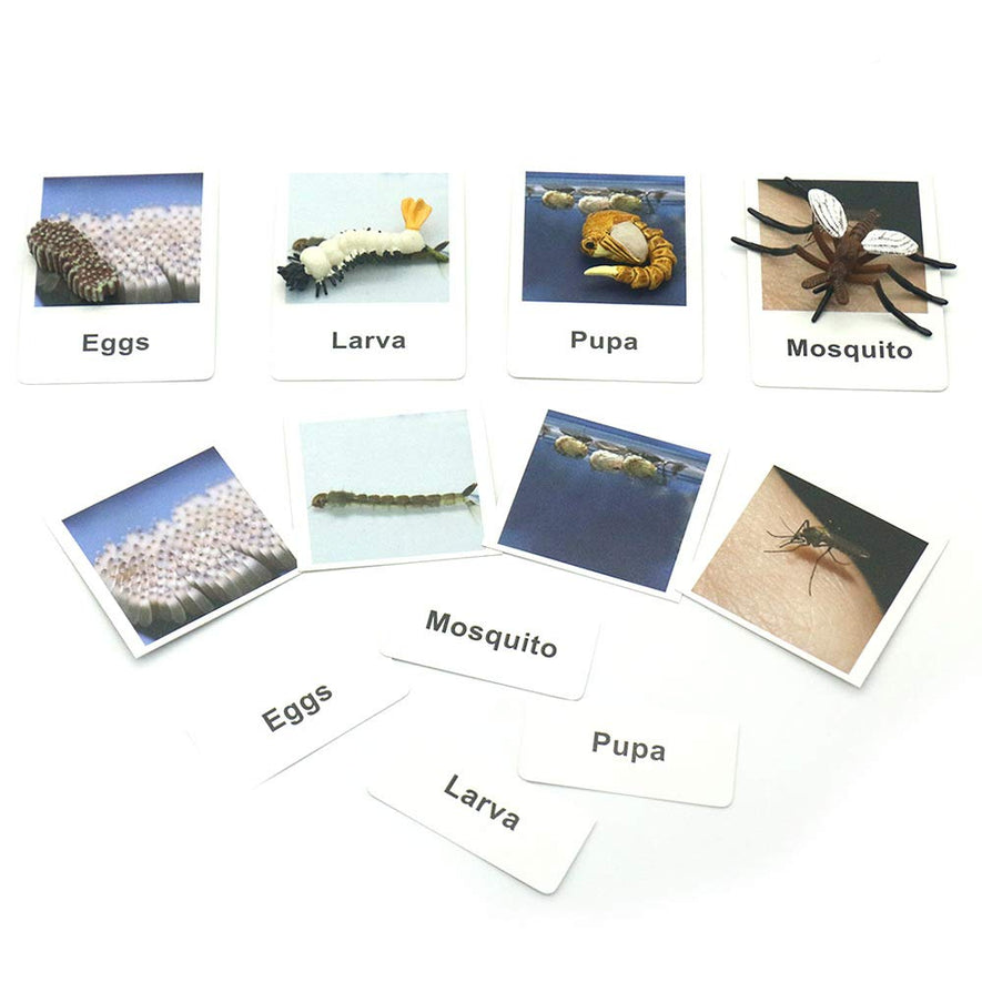 Montessori Life Cycle of a Frog and Mosquito