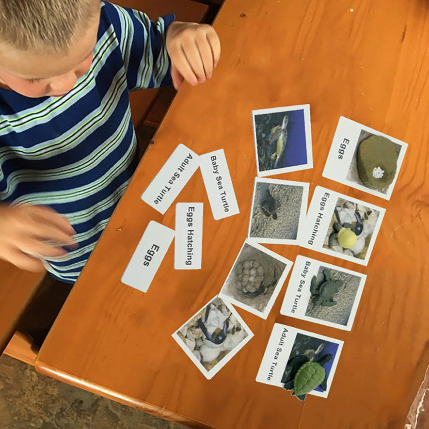 Montessori Life Cycle of Turtle