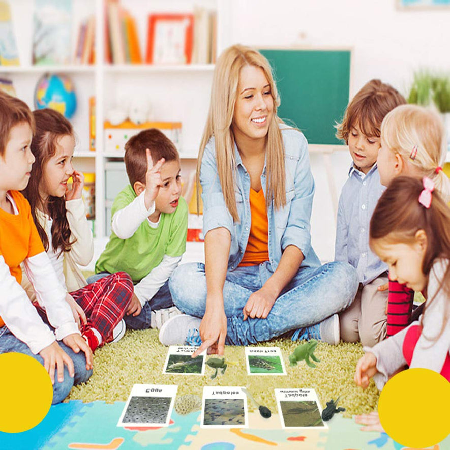 Montessori Life Cycle of a Frog and Mosquito