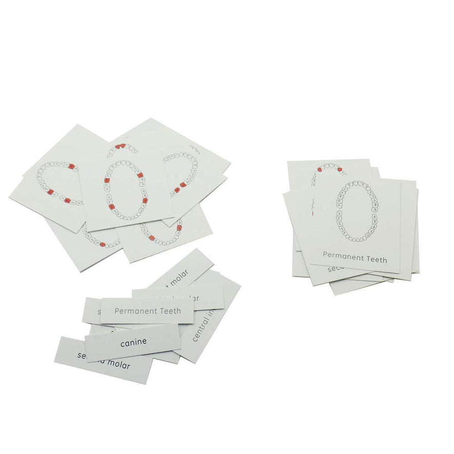 Montessori Brushing Tooth Teaching Aids