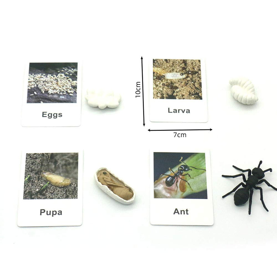 Montessori Life Cycle of a Chicken and Ant