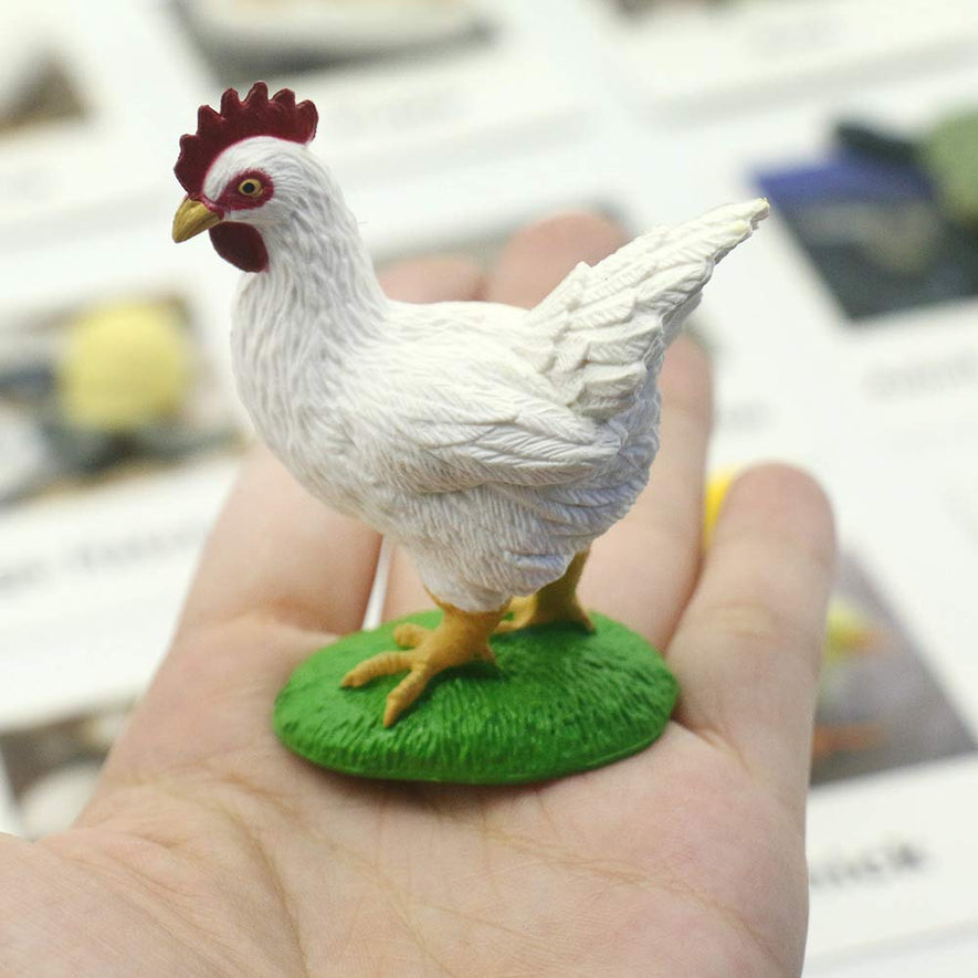 Montessori Life Cycle of a Chicken and Ant