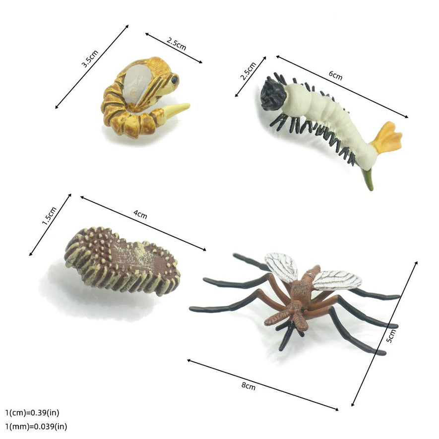 Montessori Life Cycle of a Frog and Mosquito