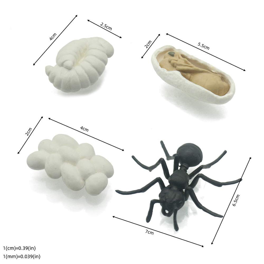 Montessori Life Cycle of a Chicken and Ant
