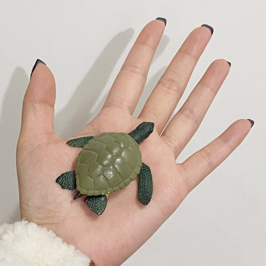 Montessori Life Cycle of Turtle