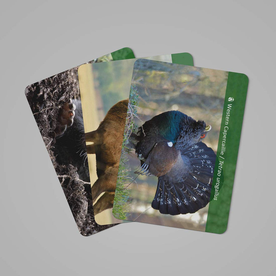 Montessori Forest Animal Track Game Flash Cards