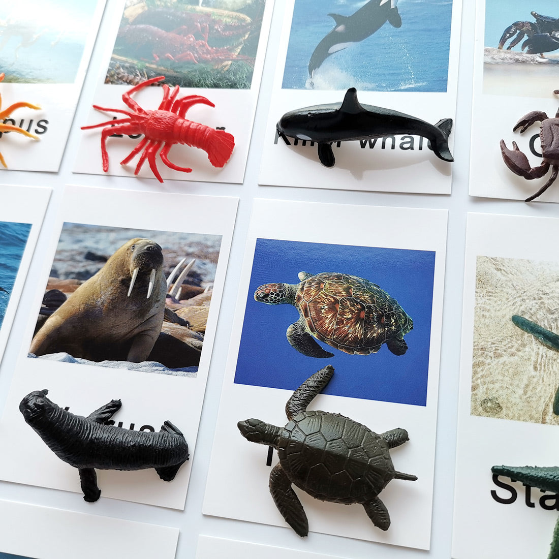 Montessori Animal Match - Marine Animal