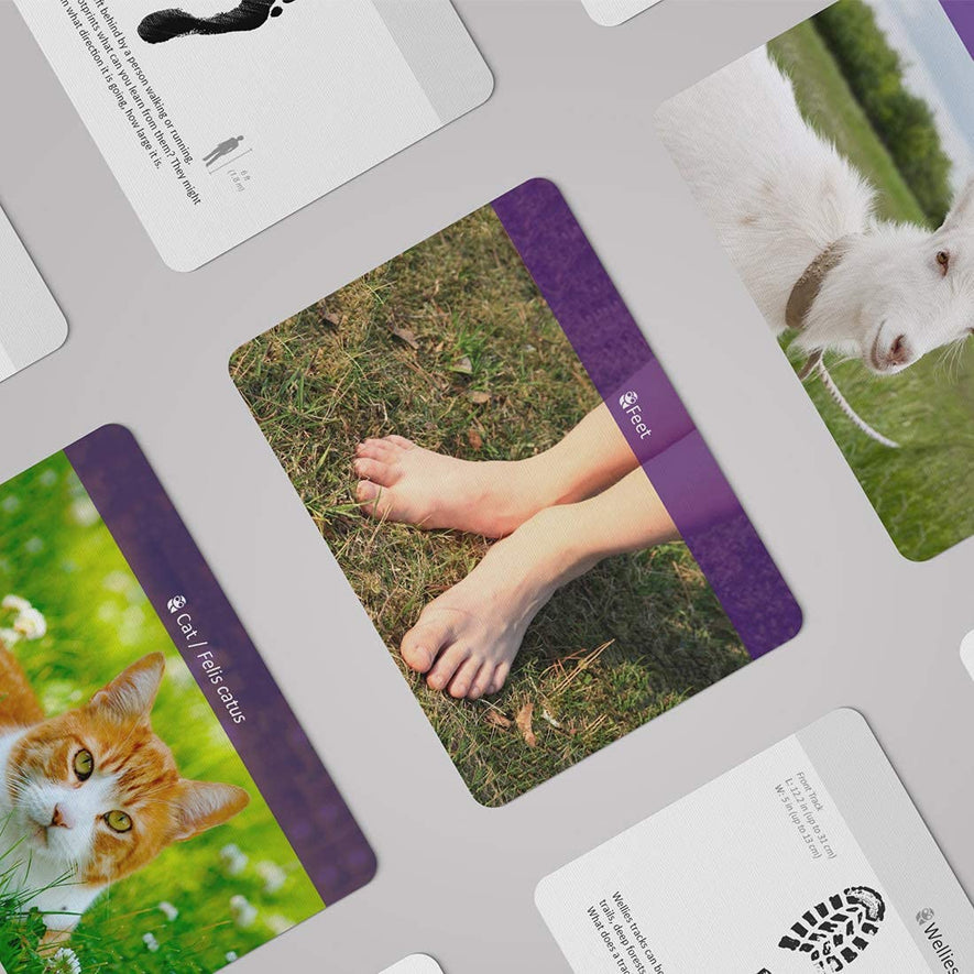 Montessori Animal Track Game Preschool Flash Cards for Kids