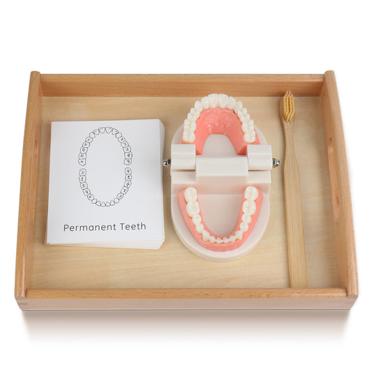 Montessori Practical Life Brushing Teeth Model and Cards
