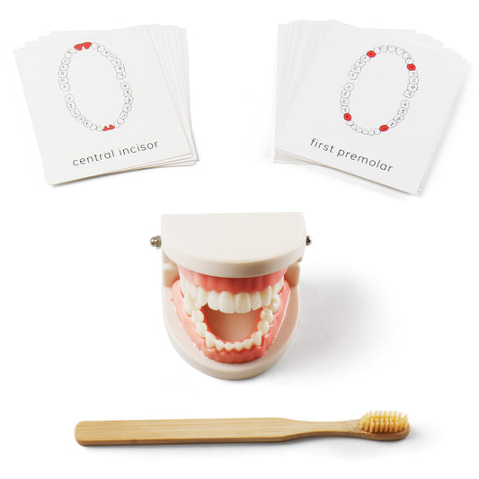 Montessori Brushing Tooth Teaching Aids