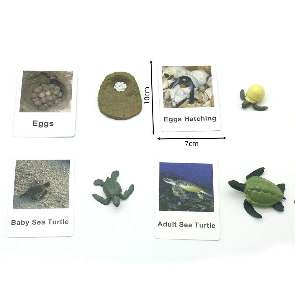 Montessori Life Cycle of  Turtle