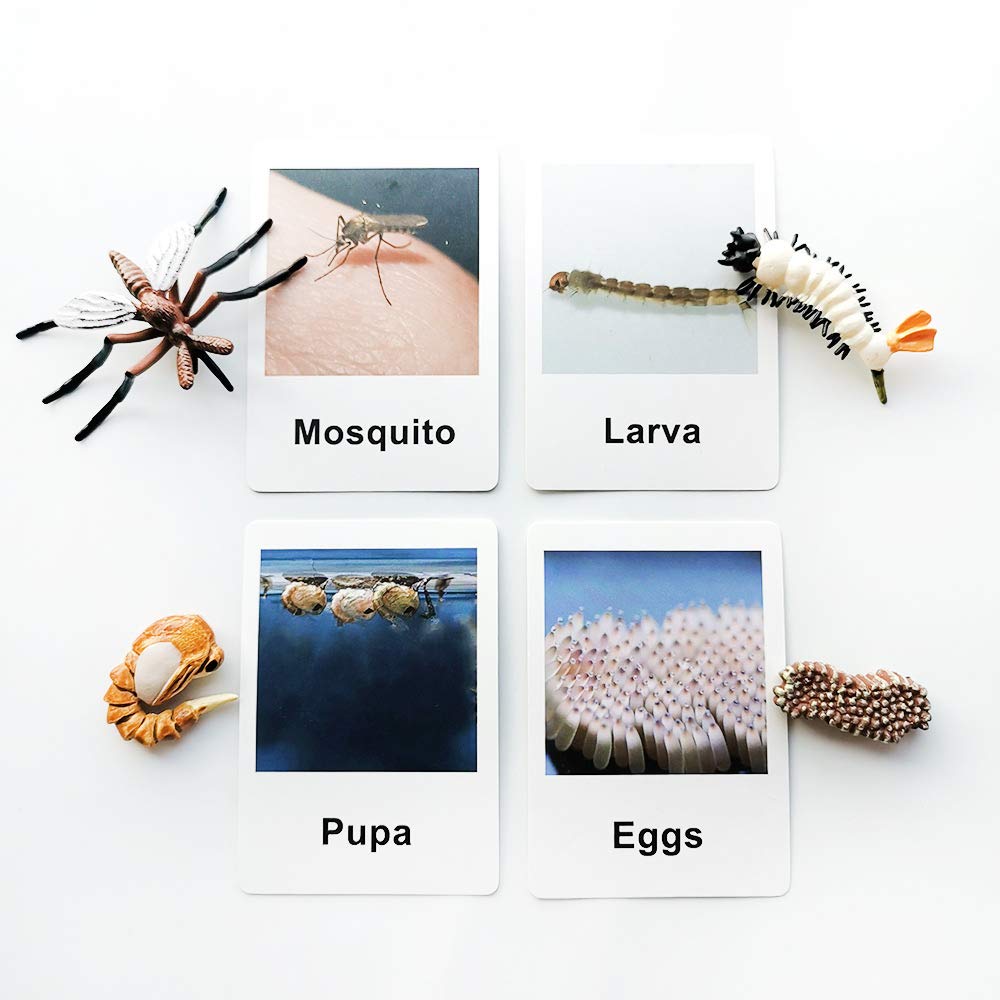 Montessori Life Cycle of a Frog and Mosquito