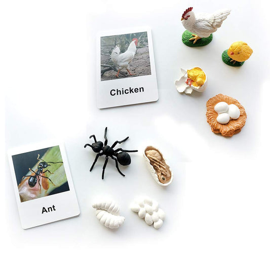 Montessori Life Cycle of a Chicken and Ant