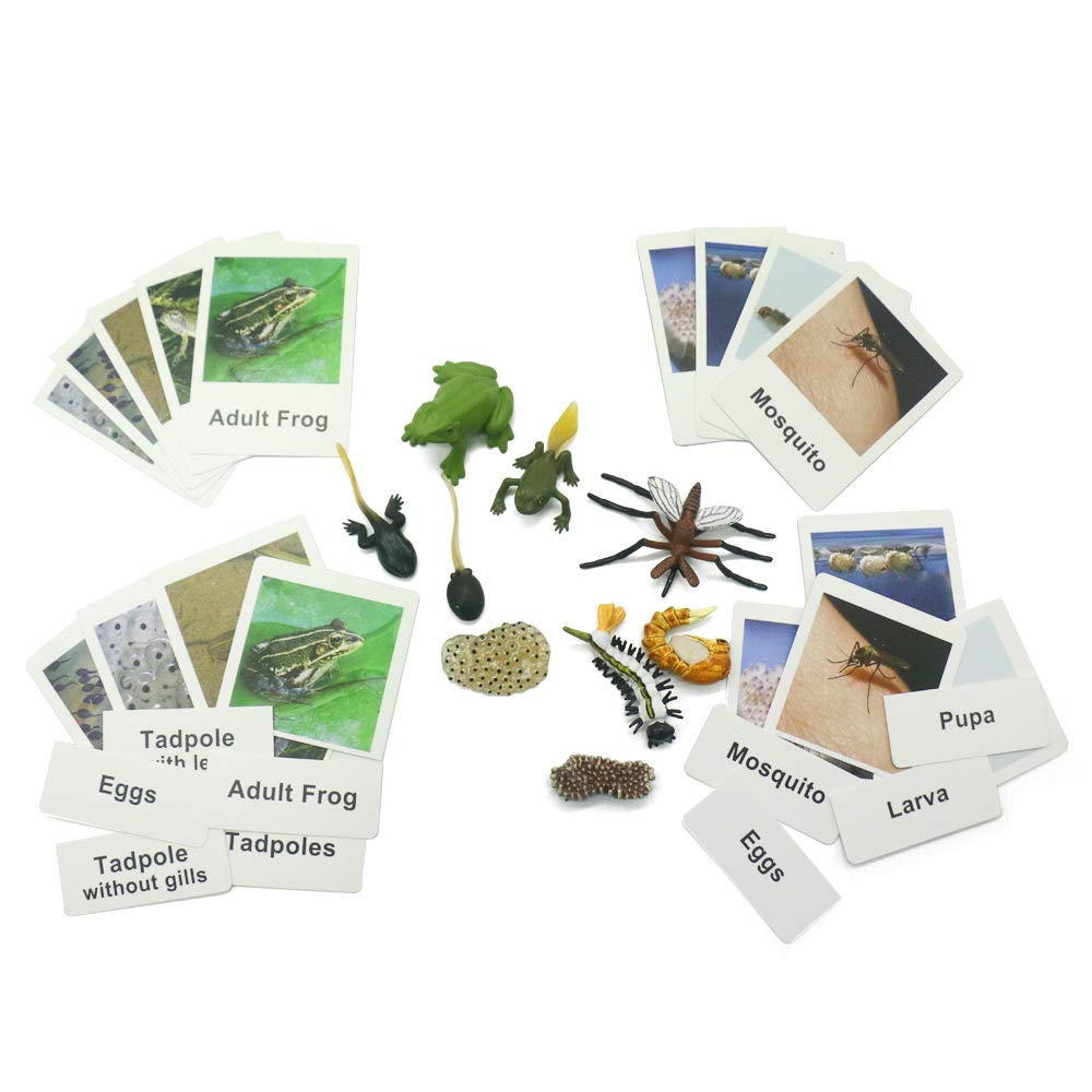 Montessori Life Cycle of a Frog and Mosquito