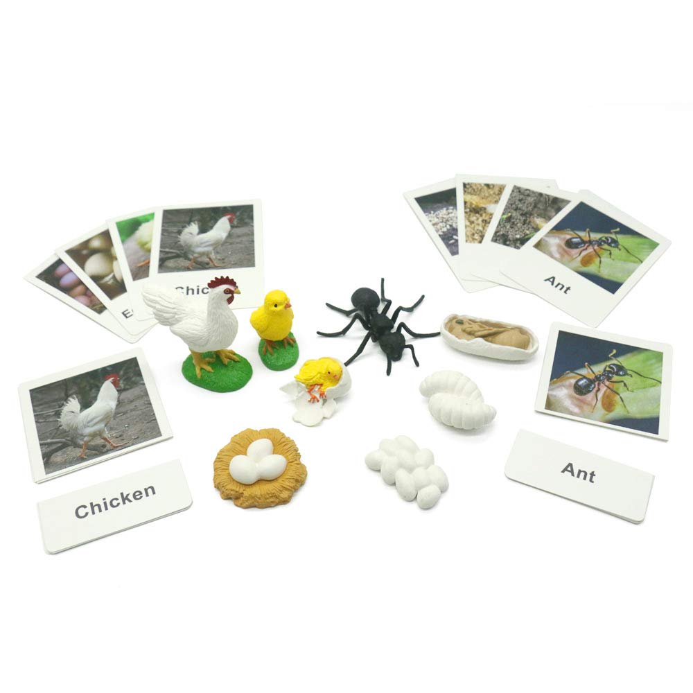 Montessori Life Cycle of a Chicken and Ant