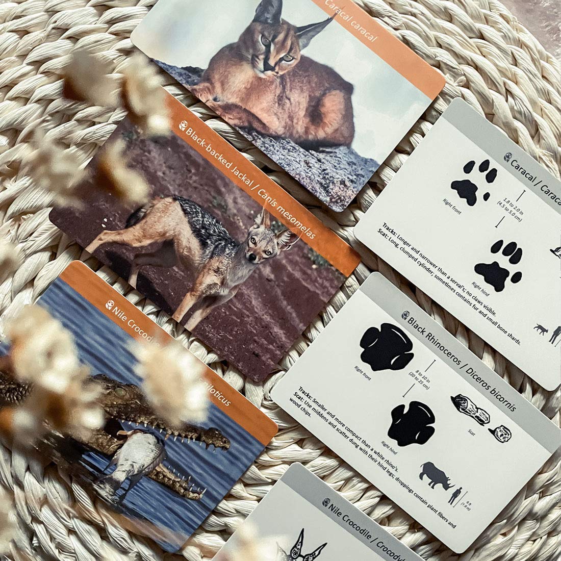 Montessori Animals Flash Cards Games 3pcs set