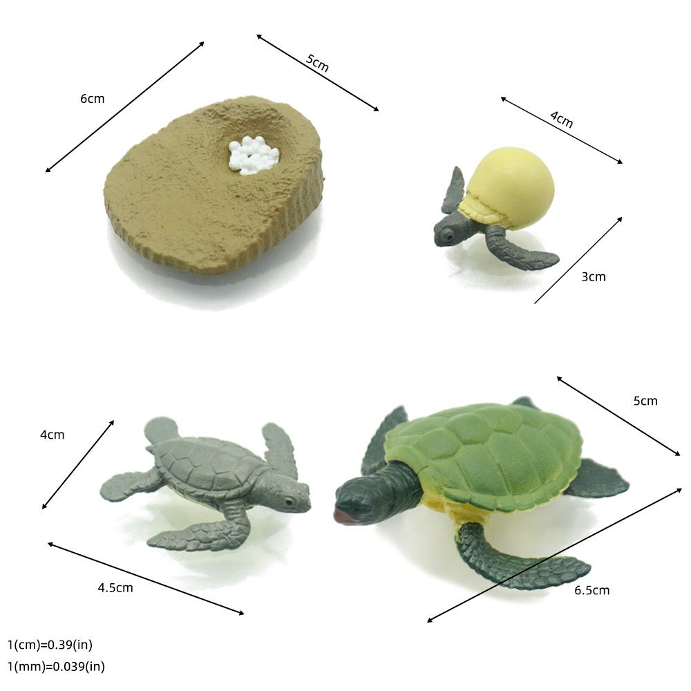 Montessori Life Cycle of Turtle