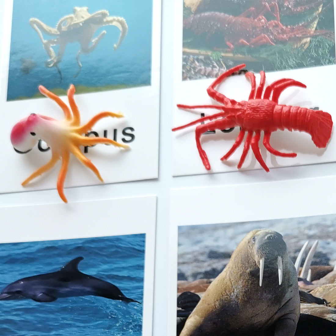 Montessori Animal Match - Marine Animal