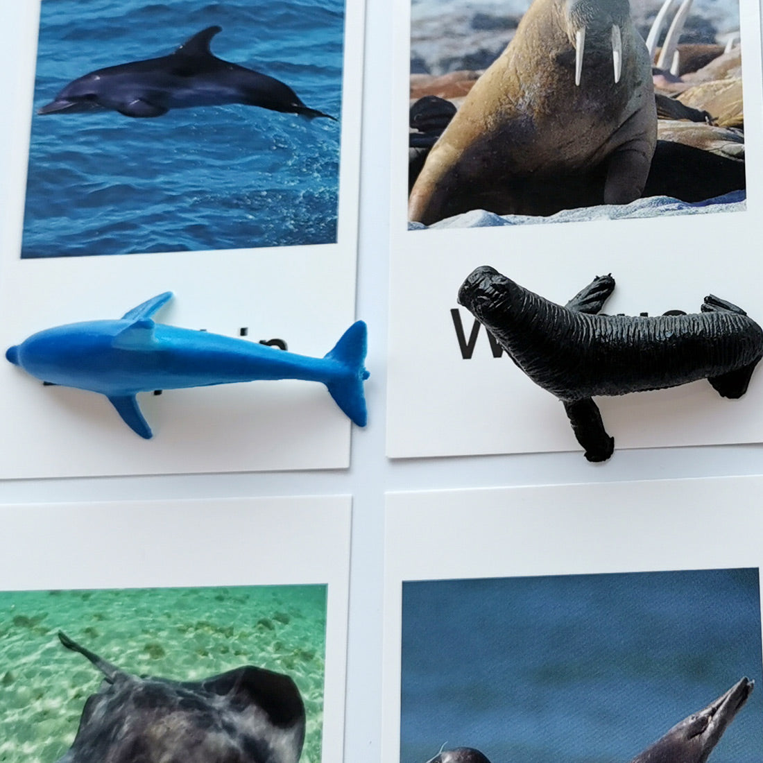 Montessori Animal Match - Marine Animal