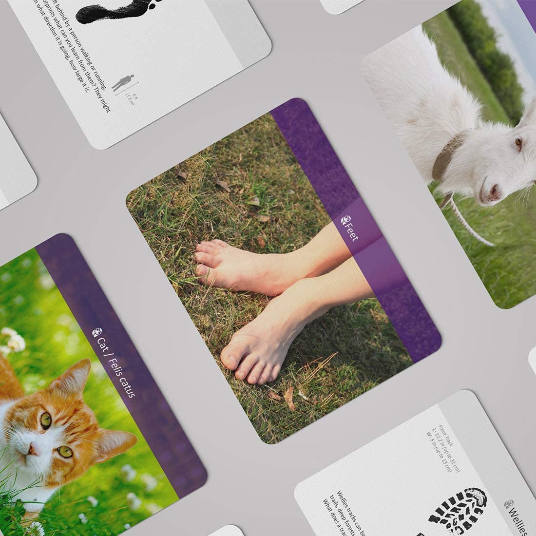 Montessori Animal Track Game Preschool Flash Cards for Kids