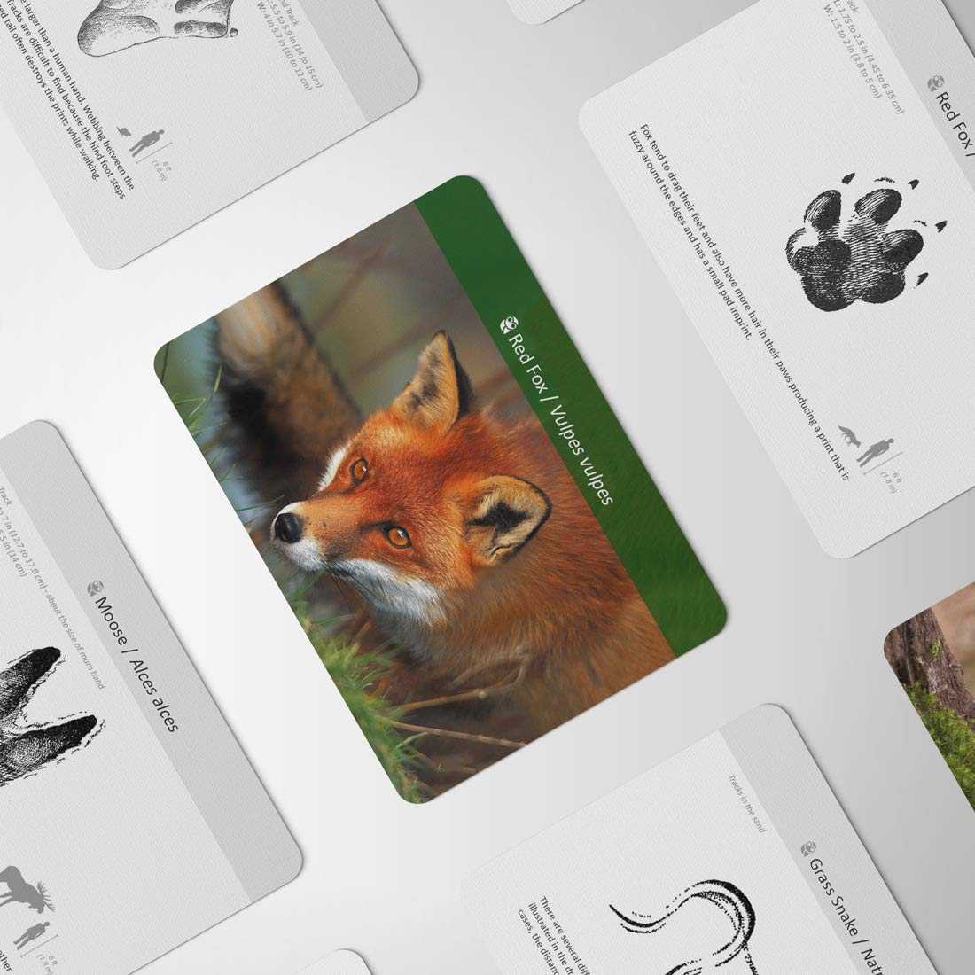 Montessori Forest Animal Track Game Flash Cards
