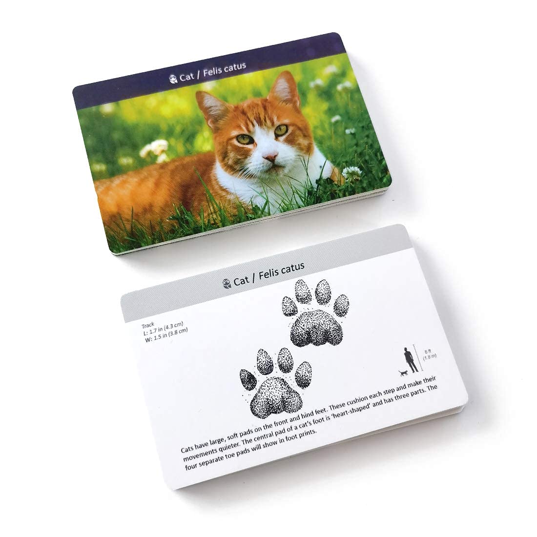 Montessori Animal Tracks Flash Cards Game