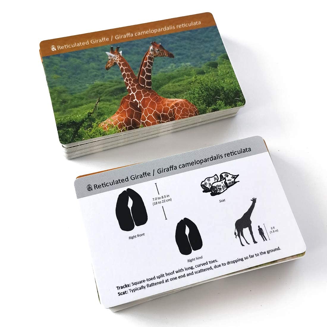 Montessori Animal Track Game Preschool Flash Cards for Kids
