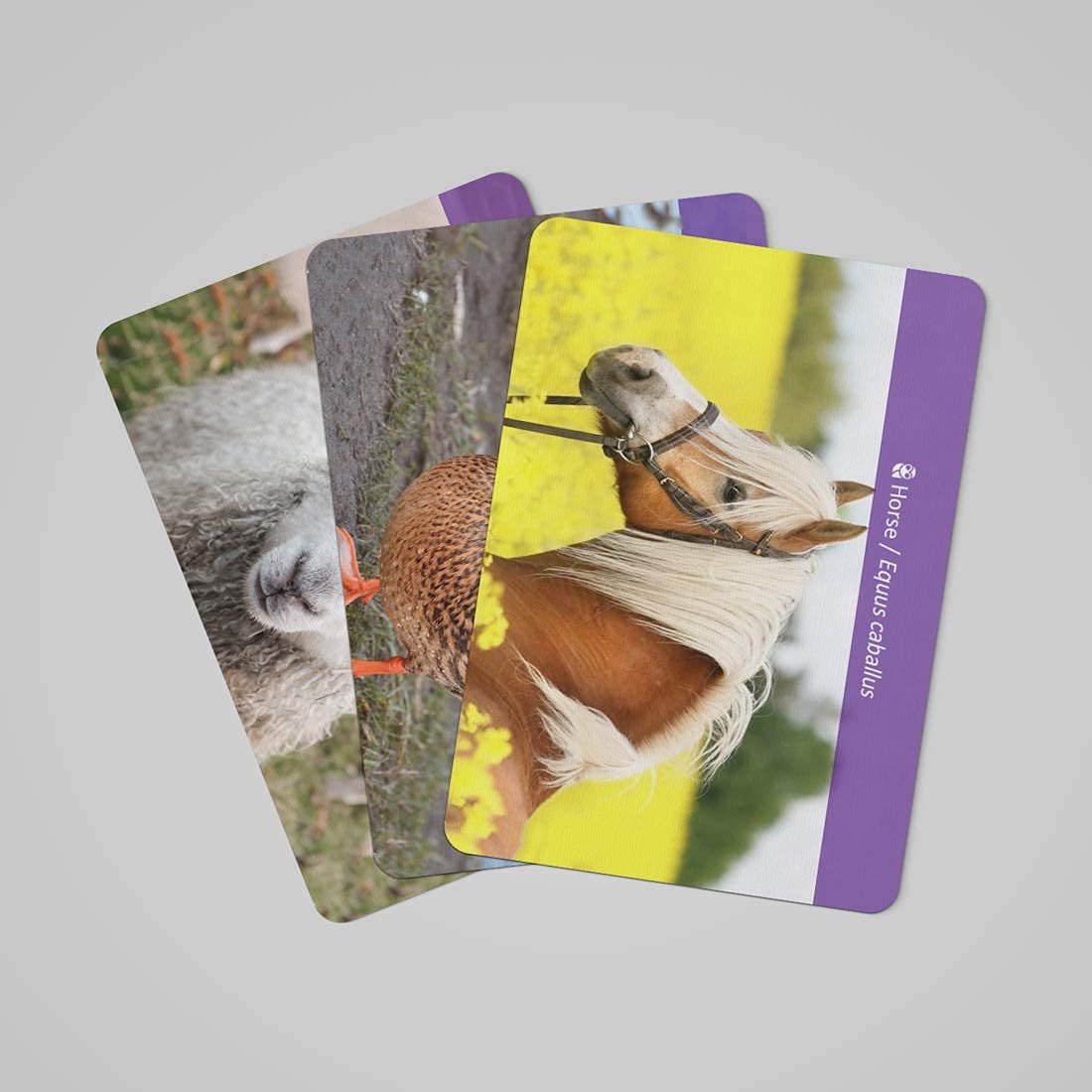 Montessori Animal Tracks Flash Cards Game